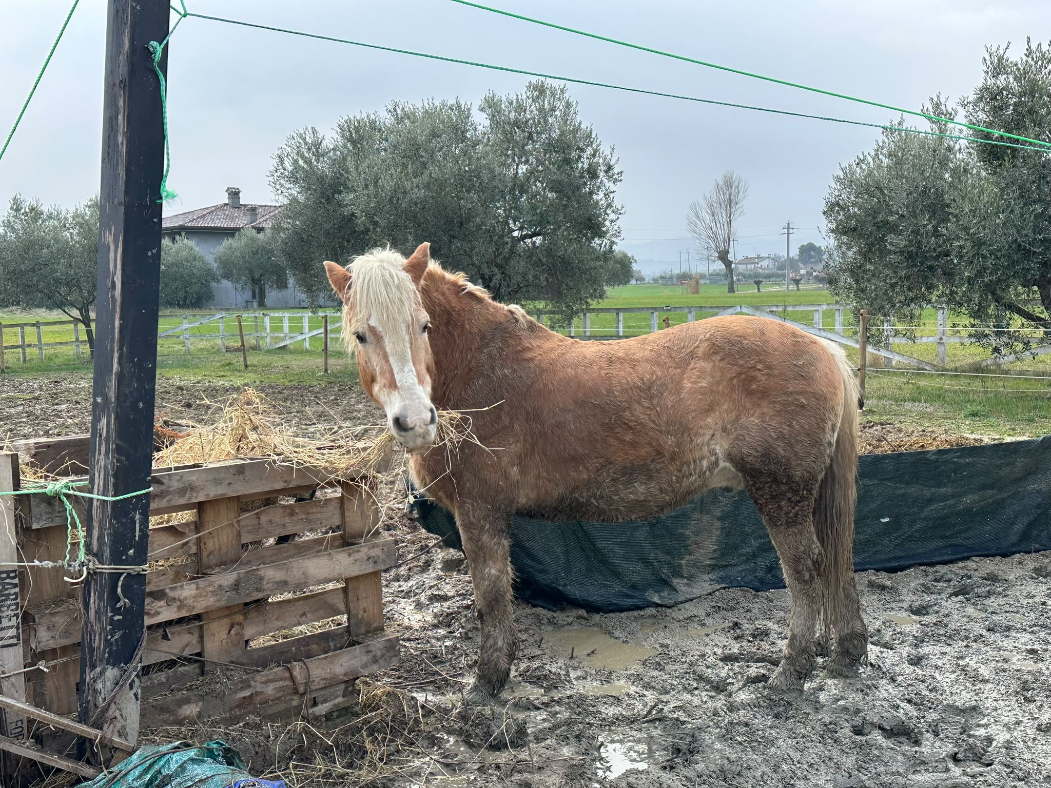 Panoramica della serata barbecue con ospiti felici